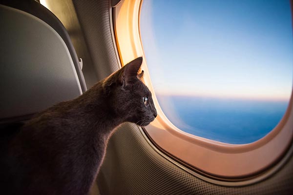 flying with pets